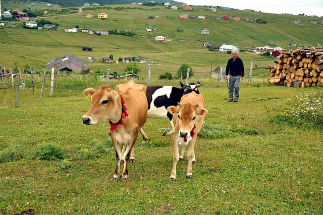 Kayabaşı ve Haçka Yaylası Günübirlik Özel Turu